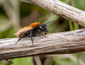Rødpelset jordbi - Andrena fulva - Hun, , Fotograf Claus Bach.
