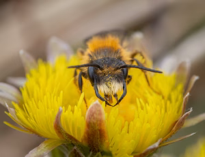 Rødpelset jordbi - Andrena fulva - Han, , Fotograf Claus Bach.