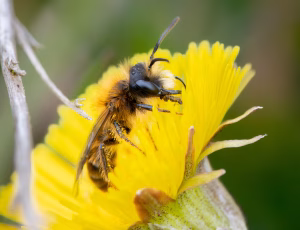 Rødpelset jordbi - Andrena fulva - Han, , Fotograf Claus Bach.