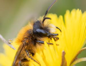 Rødpelset jordbi - Andrena fulva - Han, , Fotograf Claus Bach.