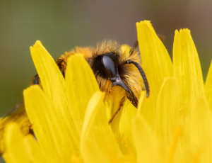 Rødpelset jordbi - Andrena fulva - Han, , Fotograf Claus Bach.