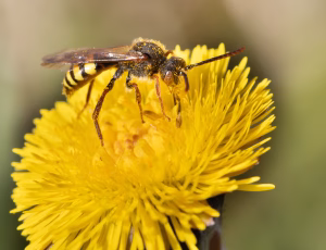Gulbåndet hvepsebi - Nomada flava - Han, , Fotograf Claus Bach.