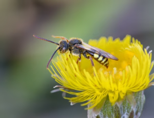 Gulbåndet hvepsebi - Nomada flava - Han, , Fotograf Claus Bach.