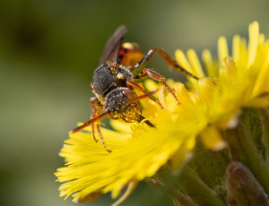 Forårshvepsebi - Nomada ferruginata - Hun, , Fotograf Claus Bach.