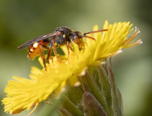 Forårshvepsebi - Nomada ferruginata - Hun, , Fotograf Claus Bach.