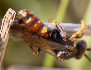 Forårshvepsebi - Nomada ferruginata - Hun, , Fotograf Claus Bach.