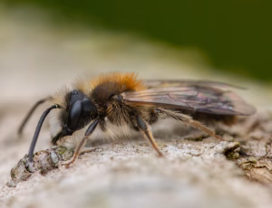 Æblejordbi - Andrena helvola - Han, , Fotograf Claus Bach.