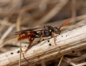 Forårshvepsebi - Nomada ferruginata - Hun, , Fotograf Claus Bach.