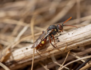 Forårshvepsebi - Nomada ferruginata - Hun, , Fotograf Claus Bach.