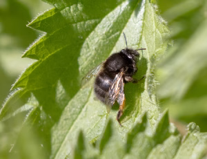 Forårsvægbi - Anthophora plumipes - Hun, , Fotograf Claus Bach.
