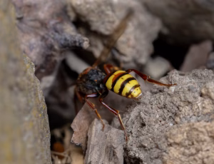 Gulbåndet hvepsebi - Nomada flava - Hun, , Fotograf Claus Bach.