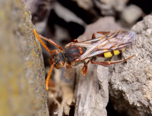 Gulbåndet hvepsebi - Nomada flava - Hun, , Fotograf Claus Bach.