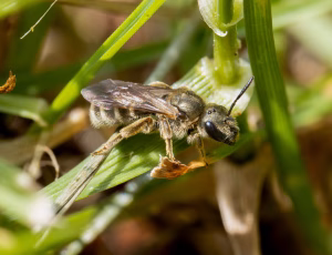 Hedevejbi - Halictus confusus - Hun, , Fotograf Claus Bach.