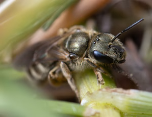 Hedevejbi - Halictus confusus - Hun, , Fotograf Claus Bach.