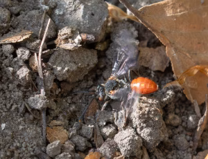 Fabricius' hvepsebi - Nomada fabriciana - Hun, , Fotograf Claus Bach.