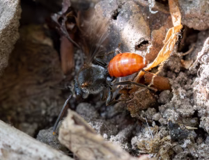 Fabricius' hvepsebi - Nomada fabriciana - Hun, , Fotograf Claus Bach.
