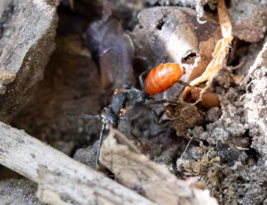 Fabricius' hvepsebi - Nomada fabriciana - Hun, , Fotograf Claus Bach.