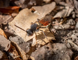 Fabricius' hvepsebi - Nomada fabriciana - Hun, , Fotograf Claus Bach.