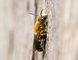 Kurvmurerbi - Osmia leaiana, , Fotograf Claus Bach.