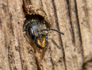 Ranunkelsaksebi - Chelostoma florisomne
Hun, , Fotograf Claus Bach.