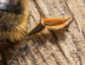 Rød murerbi - Osmia bicornis - Hun, , Fotograf Claus Bach.