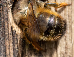 Rød murerbi - Osmia bicornis - Hun, , Fotograf Claus Bach.