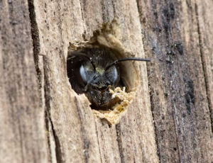 Rød murerbi - Osmia bicornis - Hun, , Fotograf Claus Bach.