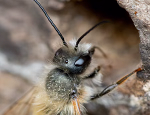 Rød murerbi - Osmia bicornis - Han, , Fotograf Claus Bach.