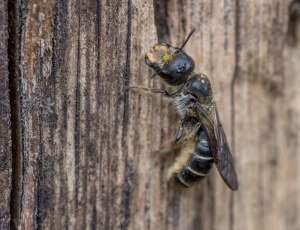 Ranunkelsaksebi - Chelostoma florisomne
Hun, , Fotograf Claus Bach.