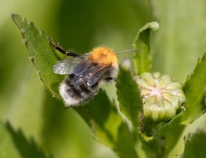 Hushumle - Bombus hypnorum - Han, , Fotograf Claus Bach.