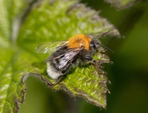 Hushumle - Bombus hypnorum - Han, , Fotograf Claus Bach.