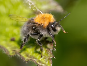 Hushumle - Bombus hypnorum - Han, , Fotograf Claus Bach.