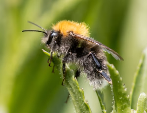 Hushumle - Bombus hypnorum - Han, , Fotograf Claus Bach.