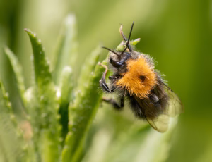 Hushumle - Bombus hypnorum - Han, , Fotograf Claus Bach.