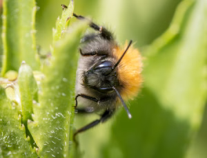 Hushumle - Bombus hypnorum - Han, , Fotograf Claus Bach.