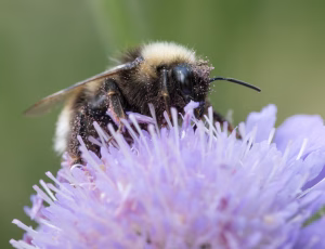 Skovsnyltehumle
Bombus sylvestris
Hun, , Fotograf Claus Bach.