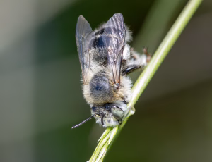Havevægbi
Anthophora quadrimaculata, , Fotograf Claus Bach.