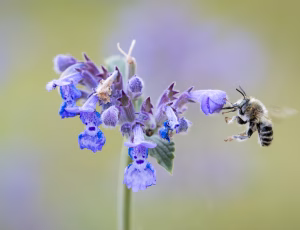 Havevægbi - Anthophora quadrimaculata - Han, , Fotograf Claus Bach.