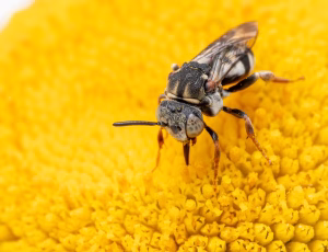Smal filtbi - Epeolus variegatus - Han, , Fotograf Claus Bach.