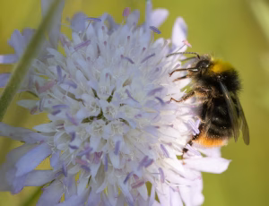 Lille skovhumle - Bombus pratorum - Han, , Fotograf Claus Bach.