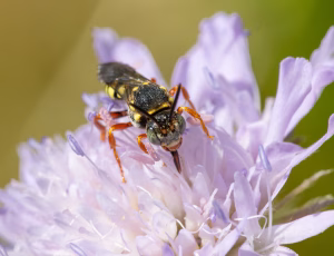 Prikket hvepsebi - Nomada flavopicta - Han, , Fotograf Claus Bach.