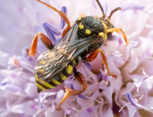 Prikket hvepsebi - Nomada flavopicta - Han, , Fotograf Claus Bach.