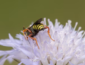 Prikket hvepsebi - Nomada flavopicta - Han, , Fotograf Claus Bach.