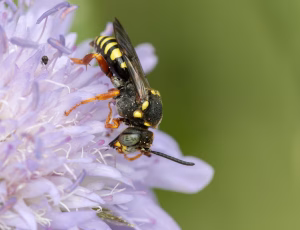 Prikket hvepsebi - Nomada flavopicta - Han, , Fotograf Claus Bach.