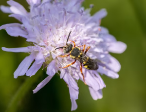Prikket hvepsebi - Nomada flavopicta - Han, , Fotograf Claus Bach.