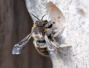 Stor uldbi - Anthidium manicatum - Han, , Fotograf Claus Bach.