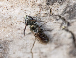 Metalsmalbi - Lasioglossum morio - Han, , Fotograf Claus Bach.