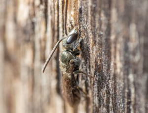 Metalsmalbi - Lasioglossum morio - Han, , Fotograf Claus Bach.