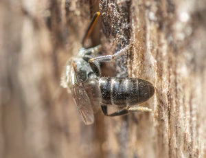 Metalsmalbi - Lasioglossum morio - Han, , Fotograf Claus Bach.