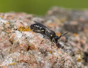 Hedemaskebi - Hylaeus incongruus - Han, , Fotograf Claus Bach.